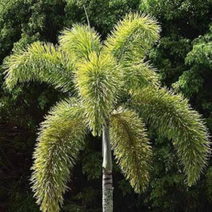 FOXTAIL PALMS