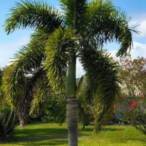 FOXTAIL PALMS