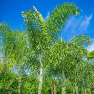 FOXTAIL PALMS