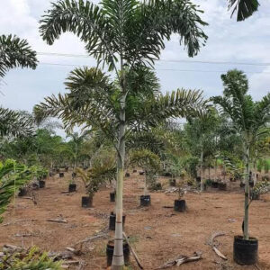 FOXTAIL PALMS