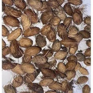Golden Palm Seeds
