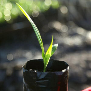 African Oil Palm Seedlings