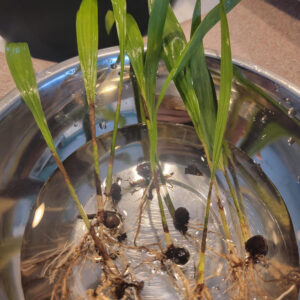 Royal Palm Seedlings