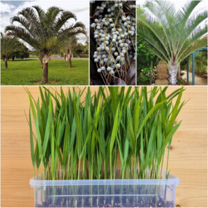 Triangle Palm Seedlings