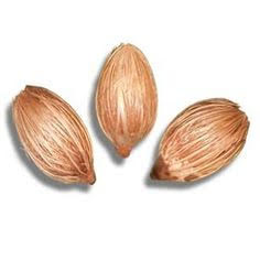 Christmas Palm Seeds