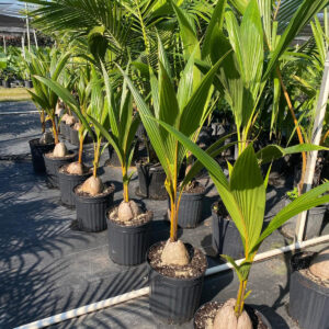 COCONUT PALM