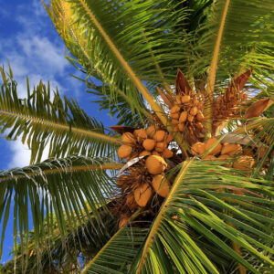 COCONUT PALM