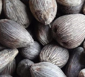 African Oil Palm Seeds