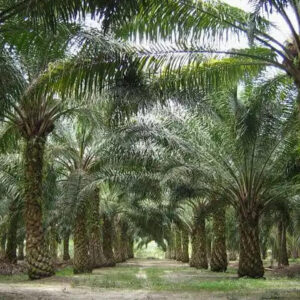 AFRICAN OIL PALM