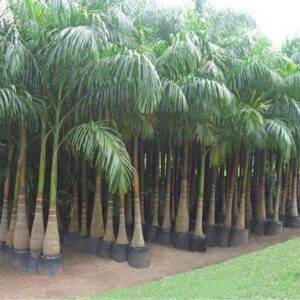 Royal Palms