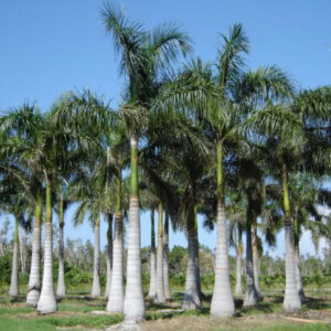 Royal Palms