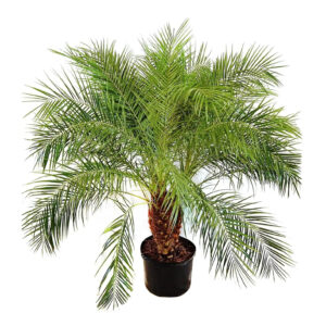 Pygmy Date Palm