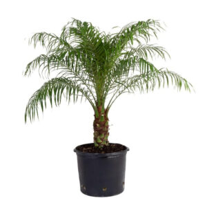 Pygmy Date Palm