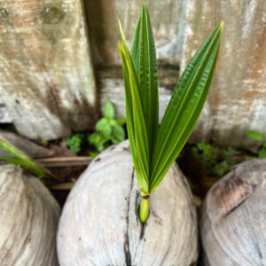 Coconut Tree