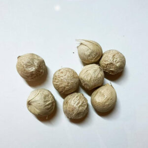 Triangle Palm Seeds