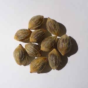 Queen Palm Seeds