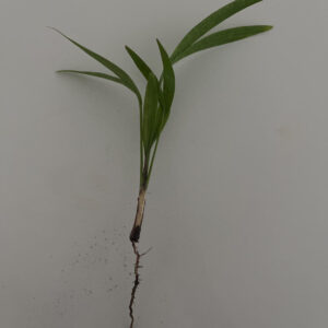 Christmas Palm Seedlings